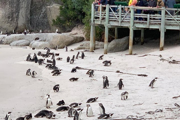 Boulders beach penguins and Wine tasting full day tour - Photo 1 of 25